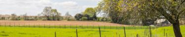 Gras met boom