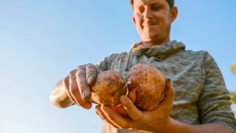 Landbouwer met zoete aardappel in de handen