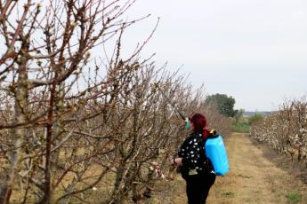 Vrouw in boomgaard aan het sproeien