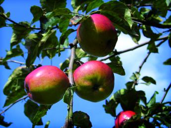 Appelen aan appelboom