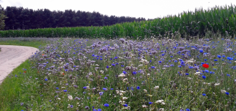 Bloemenrand langs akker