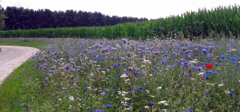 Bloemenrand langs akker 