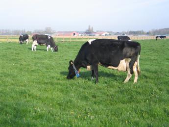 Melkvee op weide