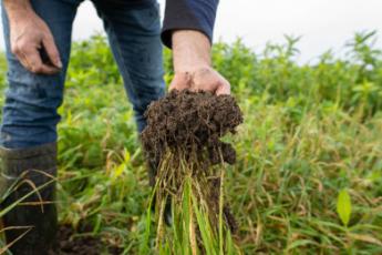 Landbouwer toont wortelstructuur van gewas