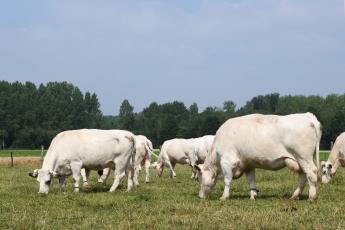 witblauw dubbeldoel 