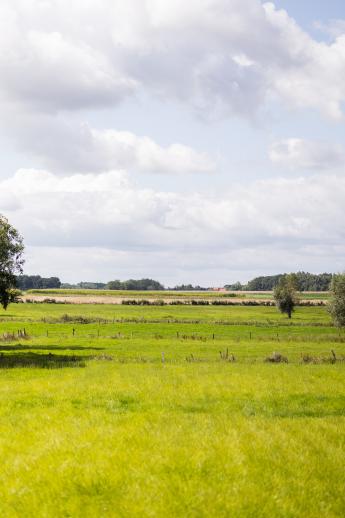 weidelandschap