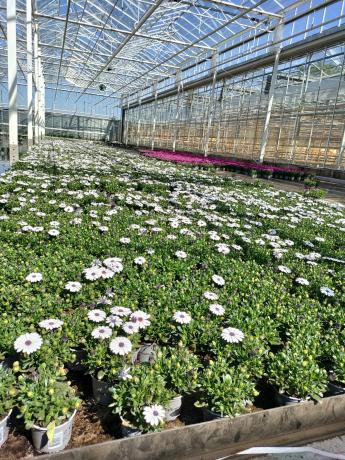 bloemen in de serre