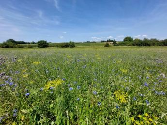 Beheerovereenkomst bloemenakker