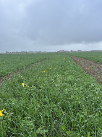 Mengsel japanse haver, faclia, zonnebloem en saffloer (c) Inagro