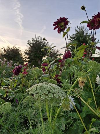 zelfpluktuin 3