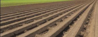 drempels in ruggenteelt