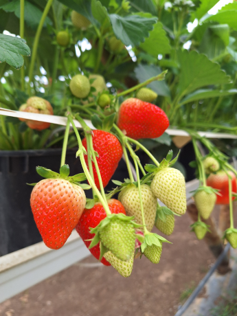 Aardbeien