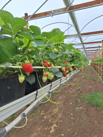 Aardbeien onder tunnel in substraat op stellingen