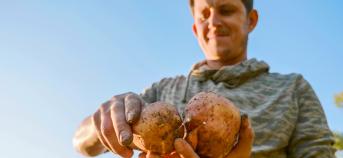 Landbouwer met zoete aardappel in de handen