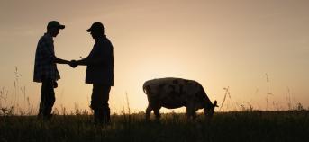 TWee mensen schudden hand in veld met koe