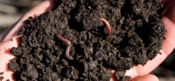 hand met grond en regenwormen