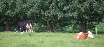 biologische veeteelt