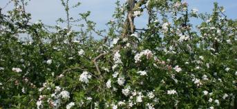 fruitbomen in bloei 