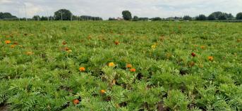 Tagetes