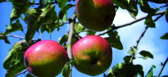 Appelen aan appelboom