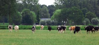 Koeien op grasland