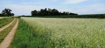 Beheerovereenkomst VLM_akkerrand naast veldweg