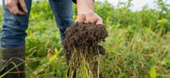 Landbouwer toont wortelstructuur van gewas