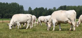 witblauw dubbeldoel 