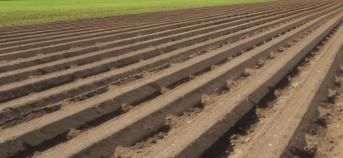drempels in ruggenteelt